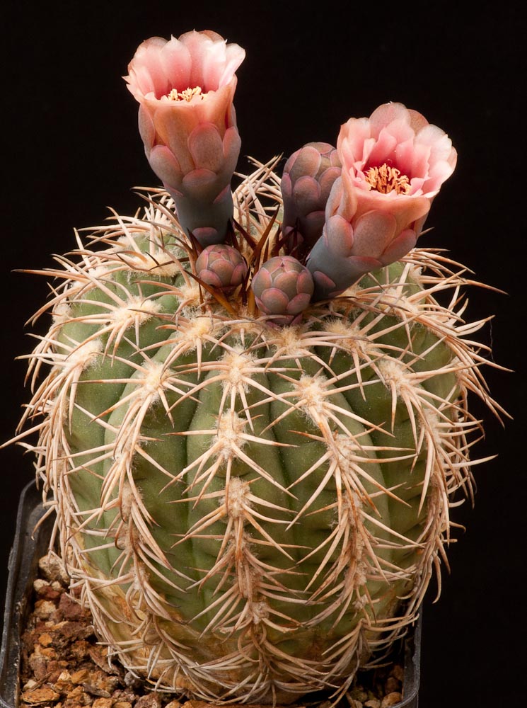 Gymnocalycium spegazzinii 